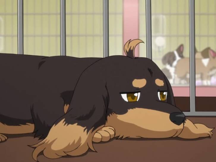 Kazuhito Harumi, le chien Teckel héros de l'anime « Dogs & Scissors »