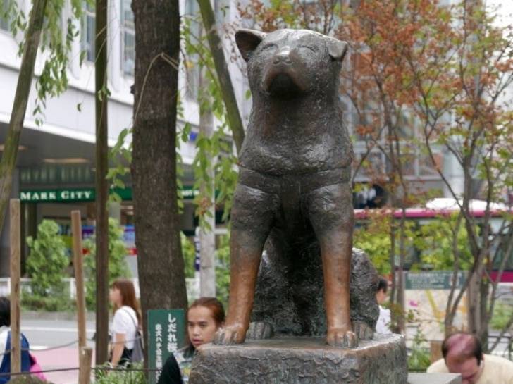 Une statue d’Hachikò, un chien Akita Inu célèbre à Tokyo au Japon