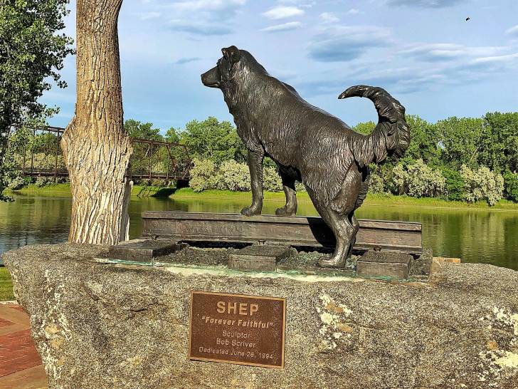 Une statue du chien de berger nommé Shep à Fort Benton aux États-Unis