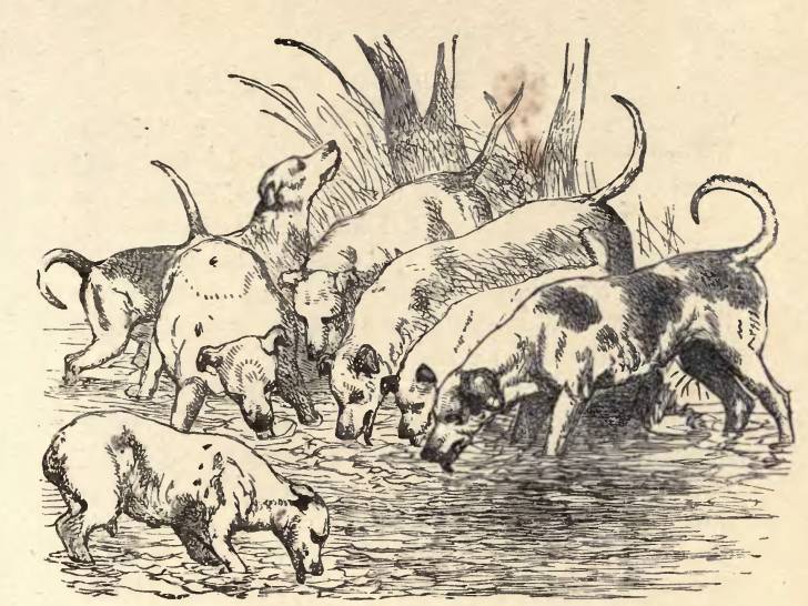 Une illustration en noir et blanc de la fable « Les Chiens affamés », d’Ésope