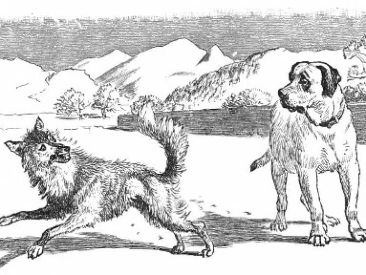 Une illustration en noir et blanc de la fable « Le Loup et le Chien », de Phèdre