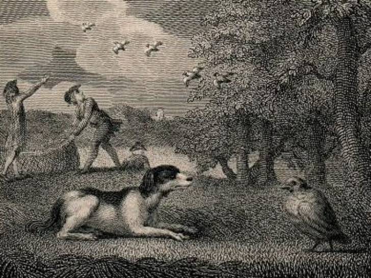 Illustration de la fable « Le Chien couchant et la perdrix », de John Gay