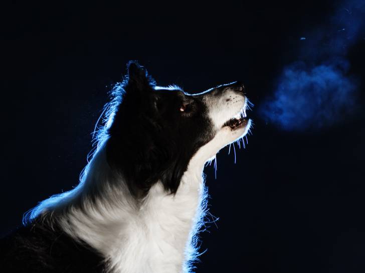Un chien noir et blanc qui aboie la nuit