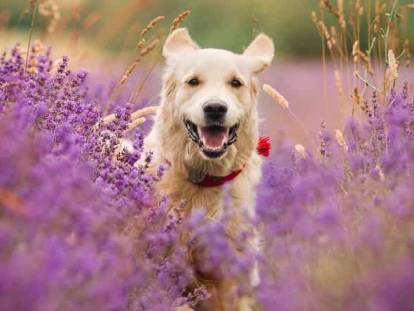 Un chien dans un champ de lavande