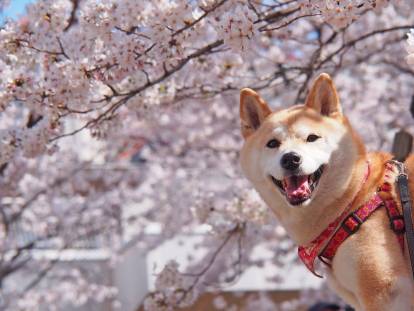 Un Shiba Inu en train de sourire avec en arrière-plan des sakuras