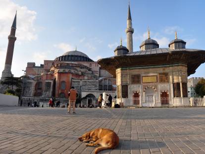 Un chien allongé devant la mosquée Hagia Sophia à Istanbul (Turquie)