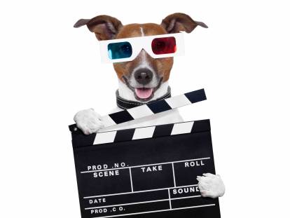 Le chien au cinéma : 40 films avec des chiens