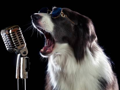 25 chansons autour des chiens