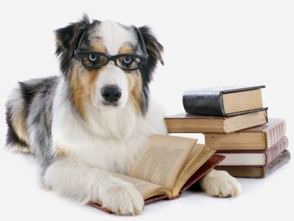 Livre avec un chien : 20 chiens célèbres de la littérature
