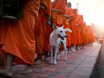 Un chien blanc au côté de moines bouddhistes alignés l'un derrière l'autre.