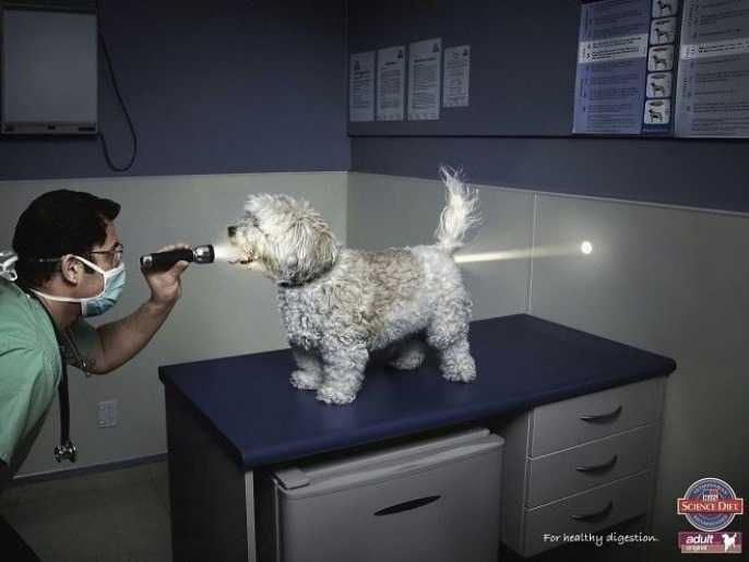 Une affiche de publicité pour les aliments Science Diet Dog Food de Hill’s Pet Nutrition