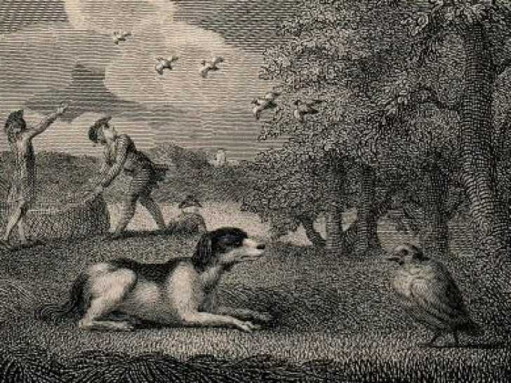Illustration de la fable « Le Chien couchant et la Perdrix », de John Gay