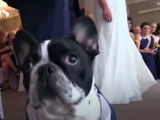 Un chien Bouledogue Français sauve un mariage