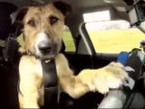 Un chien conduit une voiture