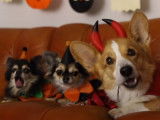 Mini-film : les chiens fêtent Halloween