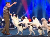 Un spectaculaire numéro de dressage de chiens
