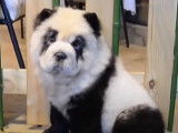 Des chiens colorés en panda dans un café à animaux