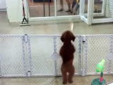 Un chien qui danse la salsa