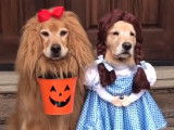 Deux chiens magnifiquement déguisés pour Halloween