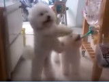 Ce chien danse sur du disco, et a le rythme dans la peau