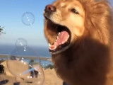 golden-retriever-deguise-lion
