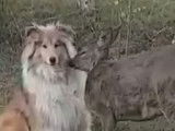 Un moment câlin entre un chien et un chevreuil