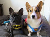 Superchien le Corgi vs Batchien le Bouledogue Français : duel au sommet