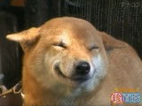 Un chien Shiba Inu japonais qui sourit