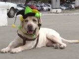 Le carnaval des chiens à Rio de Janeiro (Brésil)