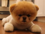 Boo, le chien le plus mignon du monde