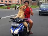 Sydney, le chien conducteur de moto-taxi