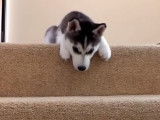 Un chiot Husky a trop peur de descendre l'escalier