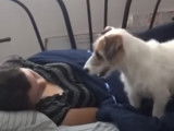 Jesse, un chien Jack Russel qui sait tout faire