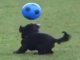 Un chien qui joue au football comme un professionel