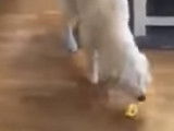 Curieuse réaction d'un chien après avoir goûté un citron