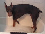 Ce chien n'a vraiment pas envie de prendre son bain