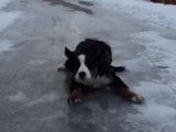 Saisissant ralenti d'un chien qui glisse sur de la glace