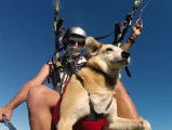 Un chien qui fait du parapente, et a l'air d'apprécier