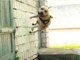 Un chien très agile fait du parkour et grimpe partout