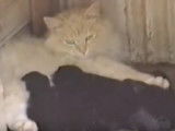 Une chatte élève sept chiots