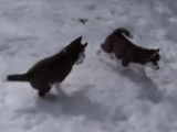 Des chiots Huskies Sibériens jouent dans la neige