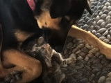 Un chien adopte un chaton abandonné
