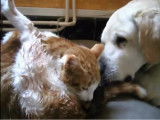 Un chien aide une chatte lors de sa mise bas