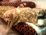 Le chien le plus paresseux du monde