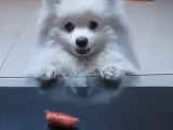 Un Volpino essaie d'attraper une saucisse posée sur la table