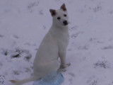 Un chien Jindo découvre de  neige pour la première fois