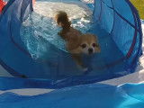 Un Chihuhua se baigne et nage dans une piscine de jardin