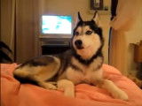 Mishka, un chien Husky qui parle et dit « I love you »