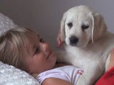 Le réveil de cette petit fille ? Un chiot Labrador !