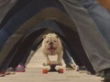 Otto le Bulldog décroche un nouveau record en skateboard